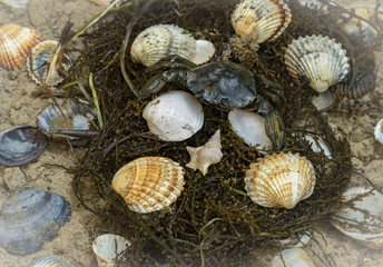 crab in seashells on the dirty sand background