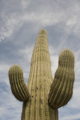 Looking Up at a Saguaro Cactus