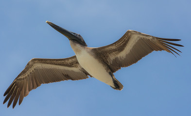 Pelican