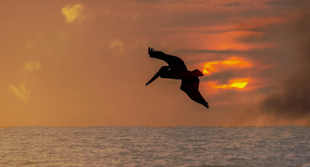 Fototapeta na wymiar Pelican in the sunset
