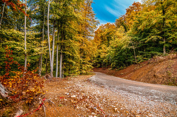 Autumn on the road in the forest