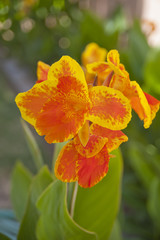 Orange Canna Lily