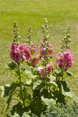 Pink Hollyhocks