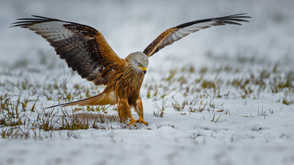 Buzzard landing in snow covered landscape