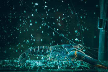 Close-up view of a crayfish