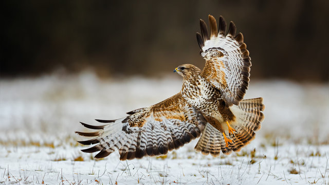 Common buzzard in flight