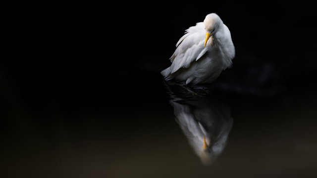 Great white Egret in water