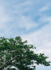 tree and blue sky,