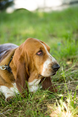 A portrait of a thoroughbred dog in nature