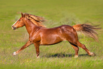 Obraz premium Red horse with long mane run gallop on green meadow