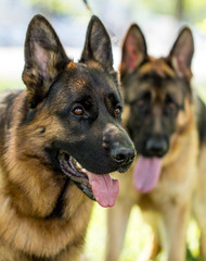 Two dogs of a sheepdog on the nature