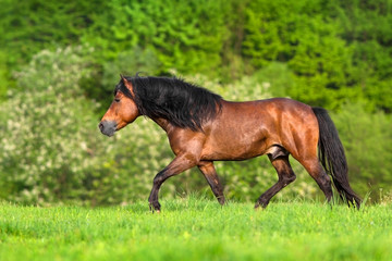Bay horse with long mane run gallop in green pasture