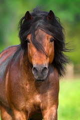 Bay stallion with long mane portrait in motion close up