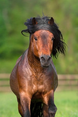 Fototapeta na wymiar Bay stallion with long mane portrait in motion close up