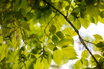 Spring and summer sunlights brings from fresh green lieves 