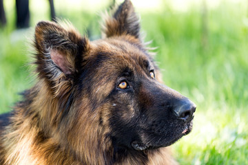 A portrait of a thoroughbred dog in nature