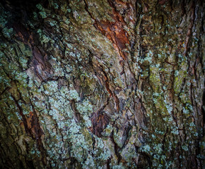 The texture of the old pine forest. Background of tree bark
