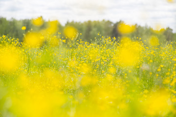 Spring wildflowers on a meadow