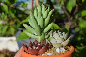 mixture of colorful small succulent plants pot