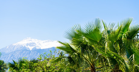 Fototapeta na wymiar snow mountains and palms. beautiful view