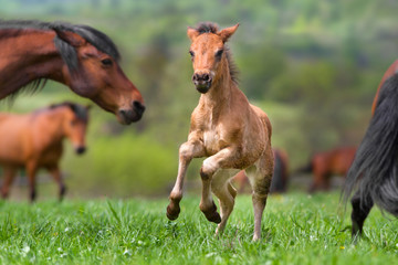 Baby foal run and fun on horse herd