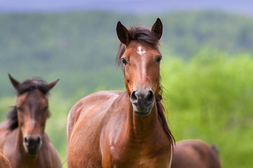 Fototapeta na wymiar Horses portrait in motion in herd