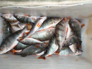 A lot of fresh perch fish only popoymonoy