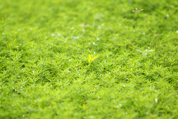 Natural grass green blurred background.