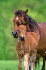 Naklejka na ściany i meble Mare and foal close up portrait in herd at spring day
