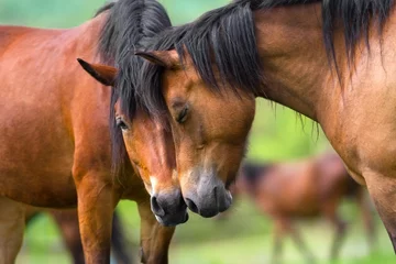 Fototapeten Two horse portrait close up in herd. Couple horse communicate © callipso88