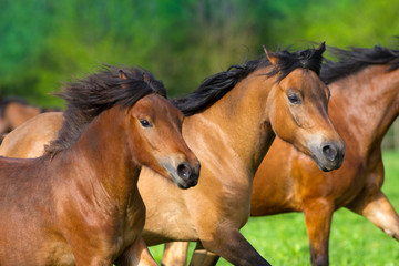 Obraz na płótnie Canvas Horses portrait in motion in herd