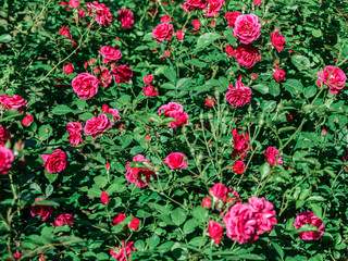 Beautiful Pink Rose Garden In Summer