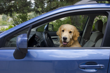Golden Retriever Puppy Driving Car