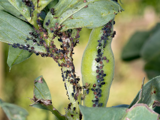 Gardener's problem, broad beans not thriving, with blackfly and ants