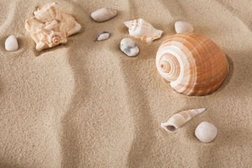 Fototapeta na wymiar Sea beach sand and seashells background, natural seashore