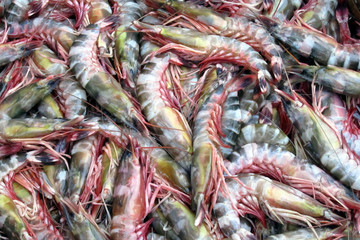 Tiger shrimp are at fish market.