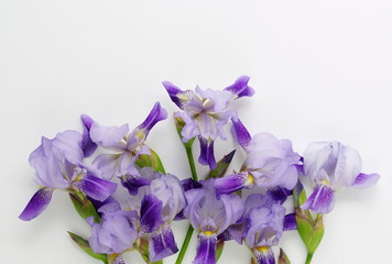 Bouquet of lilac purple irises on white background. Flat lay, top view