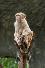 Naklejka premium A female Rhesus macaque is holding her baby.