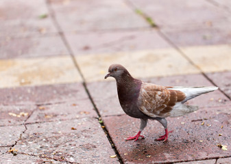 Dove on the sidewalk in the city