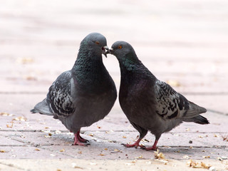 Love of two pigeons on the sidewalk