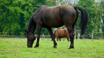 Horses grazing in a field full of buttercups