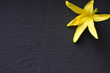 yellow flowers on a black background