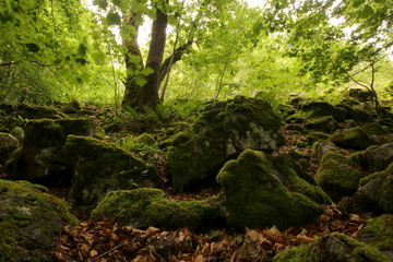 Wald an der Milseburg