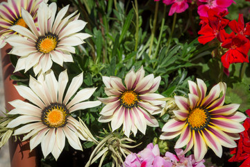 Fototapeta premium fiori