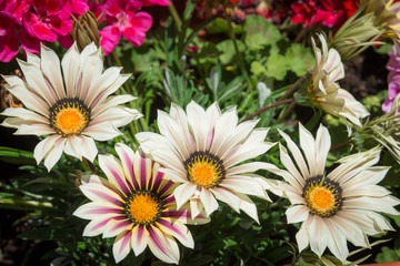 Fototapeta premium fiori