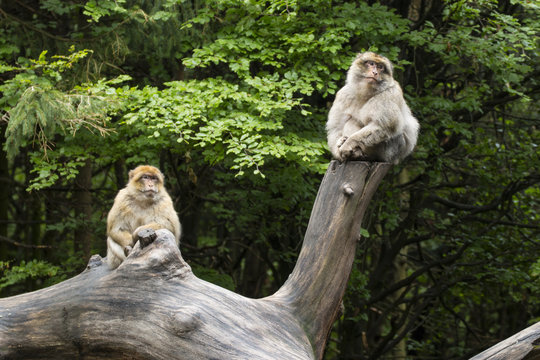 Affen sitzen zusammen auf Baum, Paar, zwei Affen