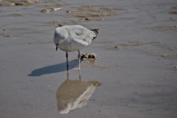 Spieglein Spieglein