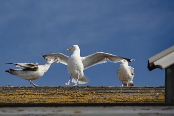 Möwenstreit