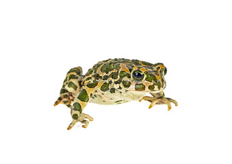 Frog isolated on a white background