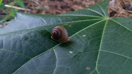 caracol posando sobre una hoja de yupur